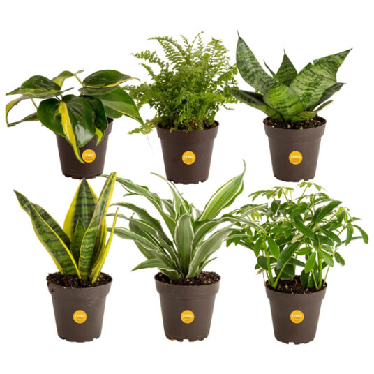 Prime members: 6-pack Costa Farms live house plants for $25